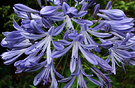 Flower Blue Agapanthus