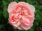 Flower Rose Sharifa