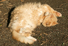 Fluffy Tummy Cat