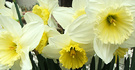 Frills Yellow Daffodil