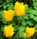Frilly Tulip Yellows
