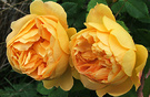 Gold Roses Two