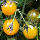 Golden Heirloom Tomatoes