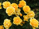 Golden Rose Cluster