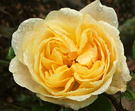 Golden Rose Winter