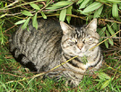 Histeria Cat Branches