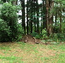 Hump Tree Path