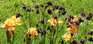 Iris Grass Columbine