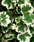 Ivy Leaf Pelargonium