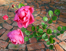 Johnclare Bricks Rose