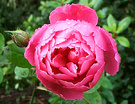 Johnclare Rose Winter