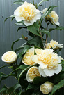 Jury Yellow Camellias