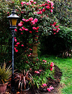 Lamp Pink Flowers