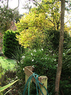 Last Autumn Leaves