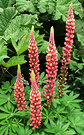 Last Pink Lupins