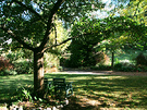 Late Afternoon Garden