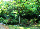 Late Afternoon Tree