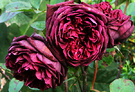 Late Dark Rose