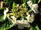 Late Hydrangea