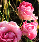 Late Pink Icebergs
