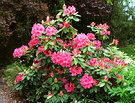 Late Rhodo Pinky