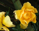 Late Rose 1