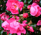 Late Rose 2