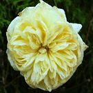 Late Rose Lemon