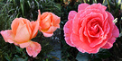 Late Rose Two
