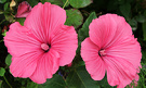 Lavateras Pinks