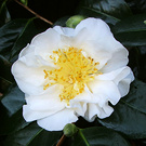 Leaves White Camellia