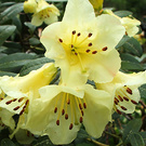 Lemon Rhodie Spring