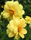Lemon Yellow Dahlias