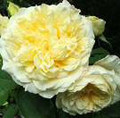 Lemony Pilgrim Rose