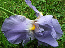 Lie Down Iris