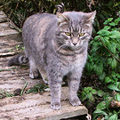 Lilli Bridge Cat