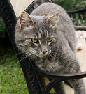 Lilli Grey Seat