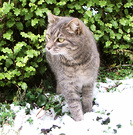 Lilli Grey Snow