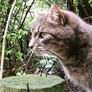 Lilli Profile Post