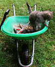 Lilli Wheelbarrow Cat