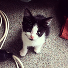 Lost Kitten