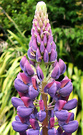 Lupine Blue Bloom