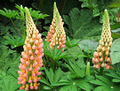 Lupins Perennial Apricot