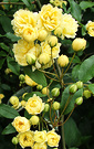 Lutea Spring Roses