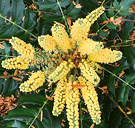 Mahonia Flower