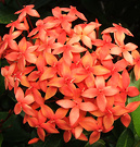 Maire Nui Flowers