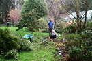 Man Dog Pittosporums