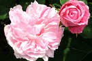 Mary Bud Rose