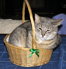 Min Cat Basket