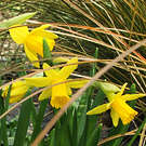 Miniature Daffodils Tussock